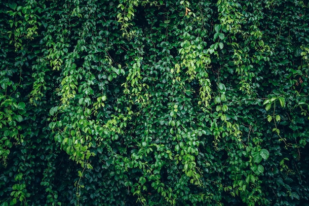 Foto gratuita fondo de textura de naturaleza de patrón de hojas verdes exuberantes creativos
