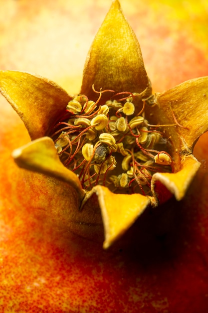 Foto gratuita fruta de granada de primer plano