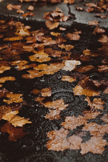 Foto gratuita hojas amarillas de otoño en el agua en una calle inundada por la acera