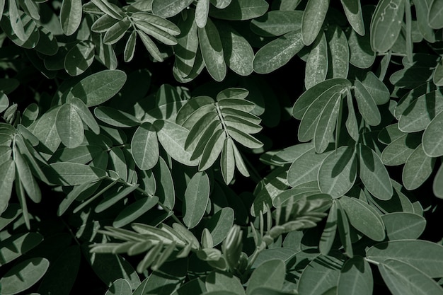 Foto gratuita hojas naturales de acacia