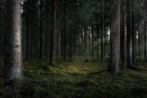 Foto gratuita hermosa foto de un bosque con altos árboles verdes