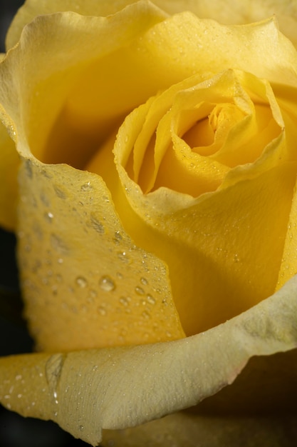 Foto gratuita hermosa macro rosa amarilla