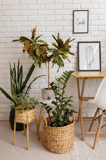 Foto gratuita hermosas plantas de alto ángulo en casa