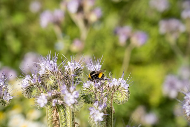Foto gratuita insecto en las flores en el campo durante el día.