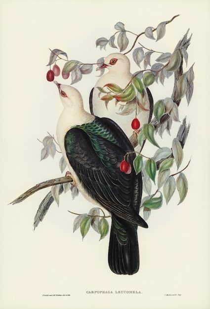 Foto gratuita paloma de la fruta de cabeza blanca (carpophaga leucomela) ilustrada por elizabeth gould