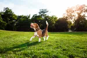 Foto gratuita perro gracioso beagle feliz caminando, jugando en el parque.