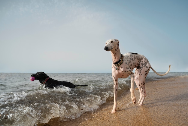 Foto gratuita perro divirtiéndose en la playa