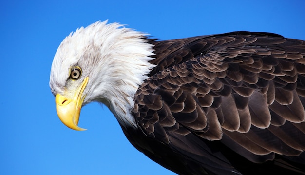Foto gratuita primer plano de un águila calva en el espacio del cielo azul