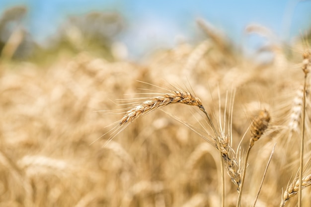 Foto gratuita primer plano de espigas de trigo en el campo