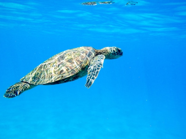 Primer plano de una tortuga marina verde nadando bajo el agua bajo las luces - genial para los conceptos de la naturaleza