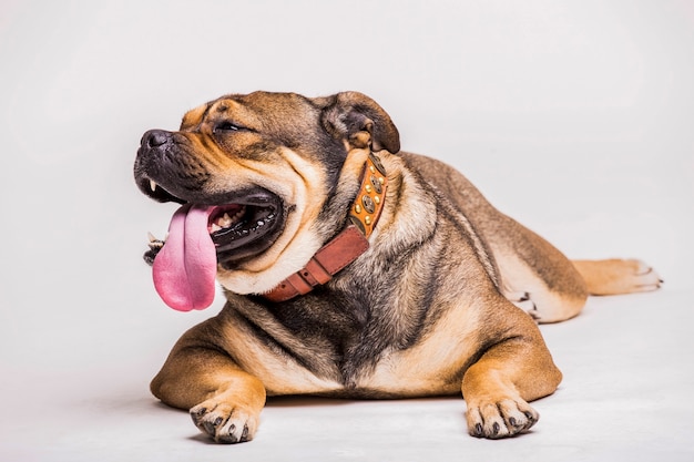 Foto gratuita retrato de bulldog con su lengua fuera sobre fondo blanco