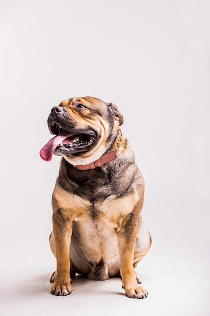 Foto gratuita retrato de un bulldog con su lengua larga contra el telón de fondo blanco