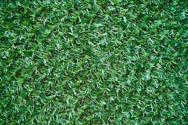 Foto gratuita textura de hierba verde