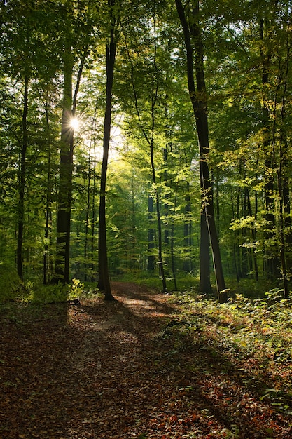 Foto gratuita tiro vertical del forêt de soignes, bélgica, bruselas con el sol brillando a través de las ramas
