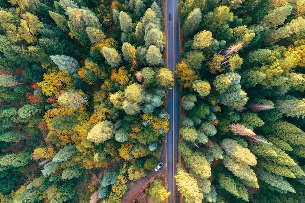 Foto gratuita tiro de ángulo alto de una carretera en medio de un bosque otoñal lleno de árboles coloridos