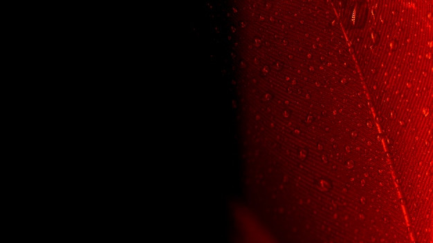 Foto gratuita tiro macro abstracto de la pluma roja del pavo real en el contexto negro
