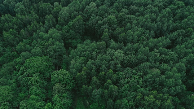 Foto gratuita vista aérea del bosque verde