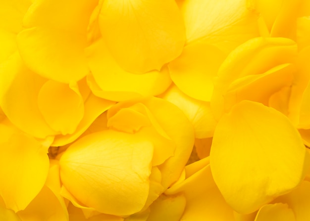 Foto gratuita vista superior de hermosas flores de color amarillo
