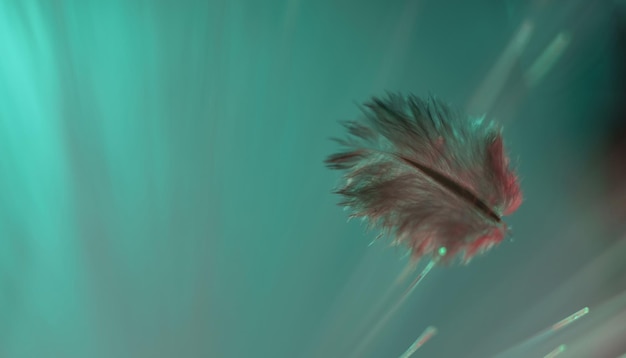 Bella piuma d'uccello su uno sfondo astratto sfocato di colori per il design