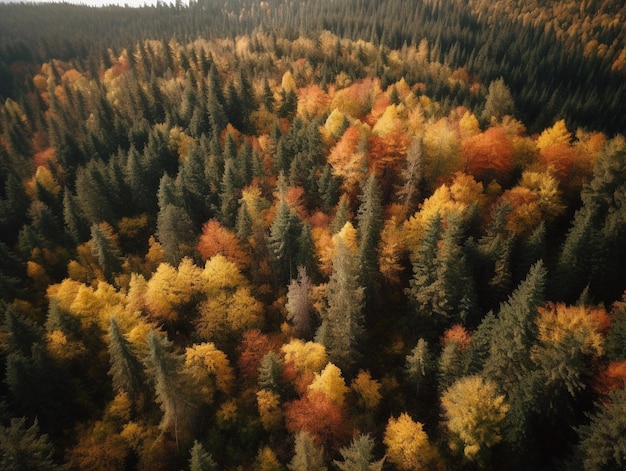 Una foresta con molti alberi in autunno