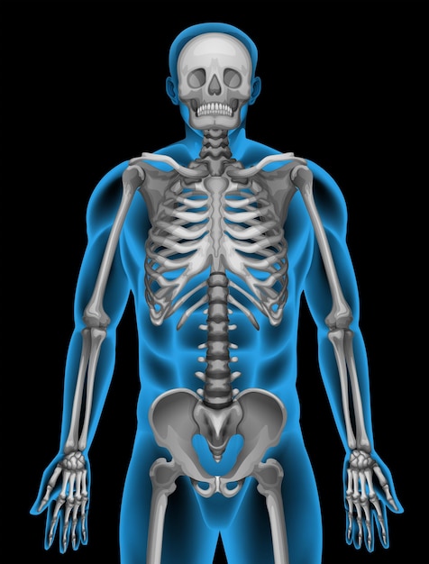 Бесплатное векторное изображение Скелетная система человека