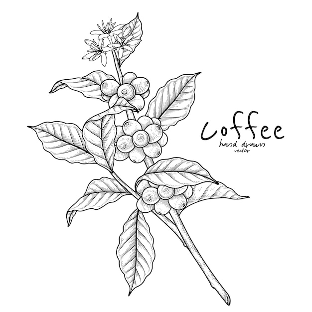 Филиал кофе с фруктами и цветами рисованной иллюстрации