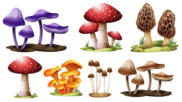 Различные виды грибов