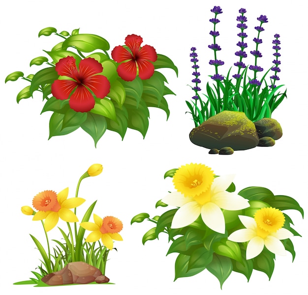 Бесплатное векторное изображение Различные виды тропических цветов