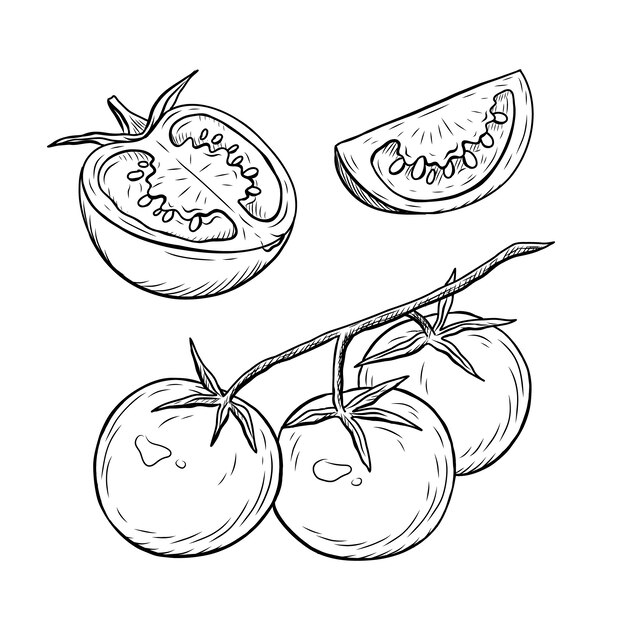 Hand drawn tomato outline illustration