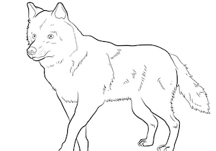 волк рисунок