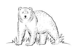 медведь рисунок