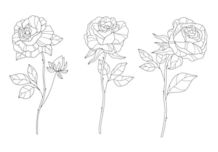 rose drawings