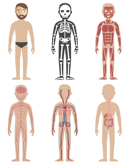 Бесплатное векторное изображение Дизайн анатомии человека