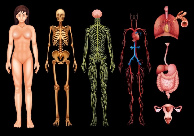 Бесплатное векторное изображение Системы человеческого тела