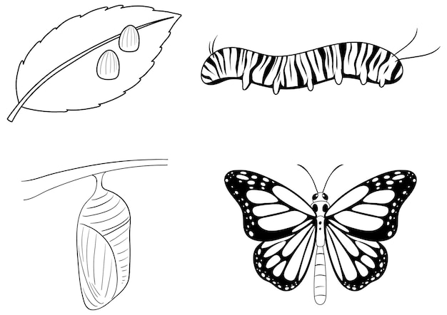 Жизненный цикл бабочки-монарха Doodle