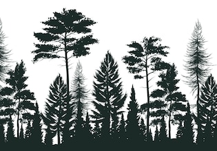 silhouette bosco