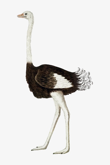 Бесплатное векторное изображение Струисфогель - векторная иллюстрация антикварных акварельных животных, ремикс произведений роберта джейкоба гордона