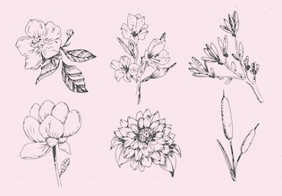 flower drawings
