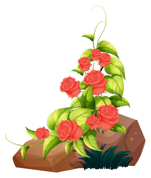 Бесплатное векторное изображение Красные розы и камни на белом