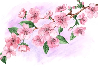 Cherry blossom drawings