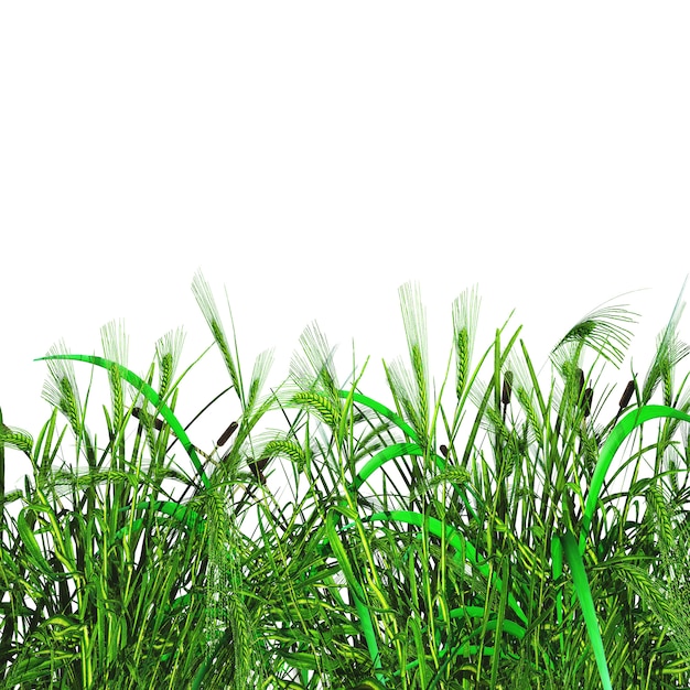 Бесплатное фото 3d зеленая трава и пшеница на белом фоне