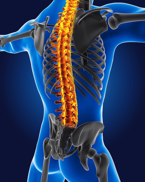 Free photo 3d medical man with skeleton spine highlighted