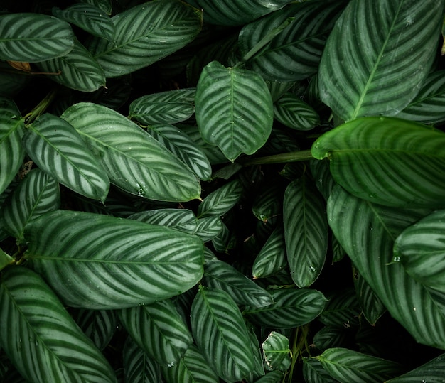 Бесплатное фото Вид сверху тропических листьев