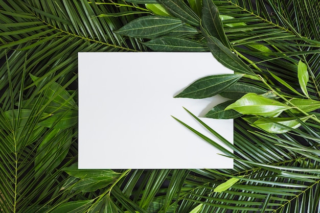 Вид сверху белой пустой страницы на зеленых листьях