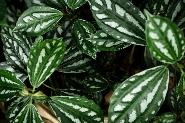 Бесплатное фото Вид сверху красивых тропических растений
