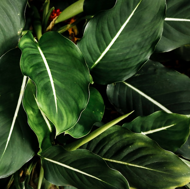 Бесплатное фото Вид сверху зеленые тропические листья