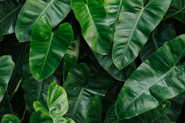 Free photo tropical green leaves background