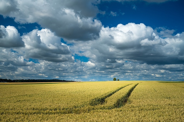 Бесплатное фото Следы трактора на пшеничном поле в сельской местности под пасмурным небом