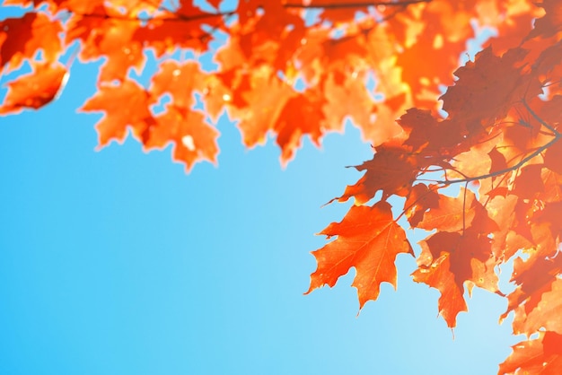 Бесплатное фото Крупный план выхода дерева осенью с голубым небом.