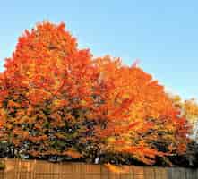 무료 사진 가을에 낮 동안 밝은 주황색 잎을 가진 나무